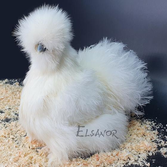 Poule soie blanche — Elsanor