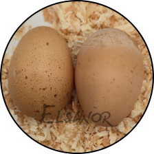 Œuf de poule Poule de Bielefeld — Elsanor
