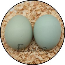 Œuf de poule Legbar Huppée — Elsanor