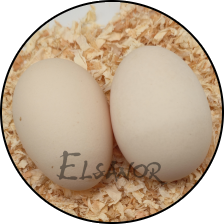 Œuf de poule Houdan — Elsanor
