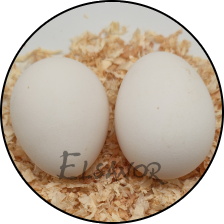 Œuf de poule Barbu Hollandais — Elsanor