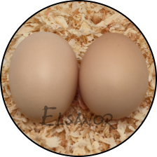 Œuf de poule Poule soie barbue — Elsanor