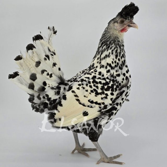 Appenzelloise huppée — argenté pointé noir — Elsanor