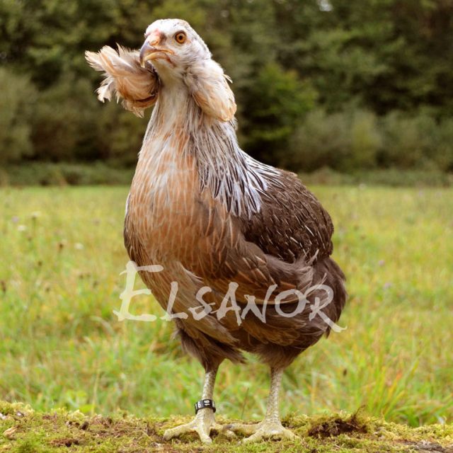 Araucana — saumon argenté — Elsanor