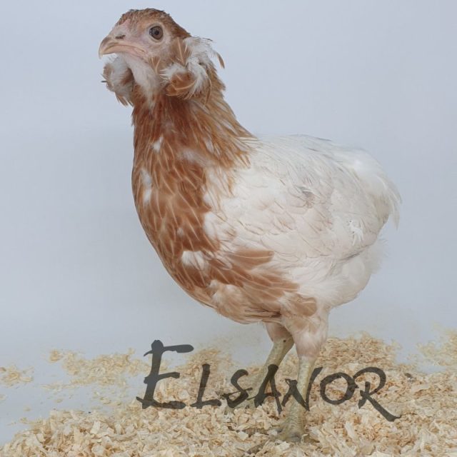Araucana — saumon blanc doré — Elsanor
