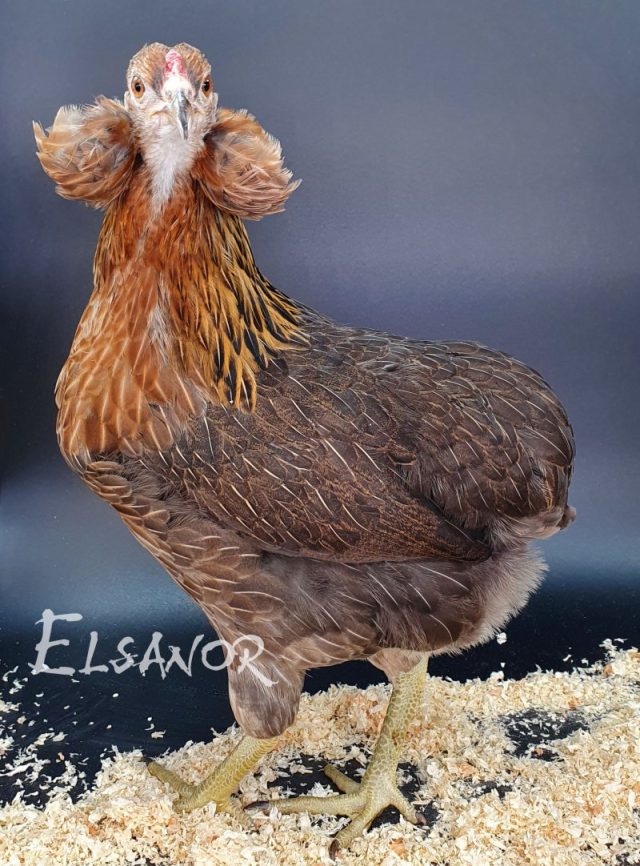 Araucana — saumon doré — Elsanor
