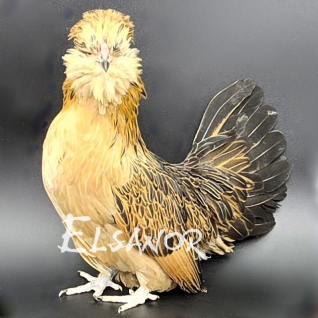 Barbu de Watermael — caille — Elsanor