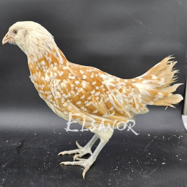 Barbu Hollandais — chamois pointé blanc — Elsanor