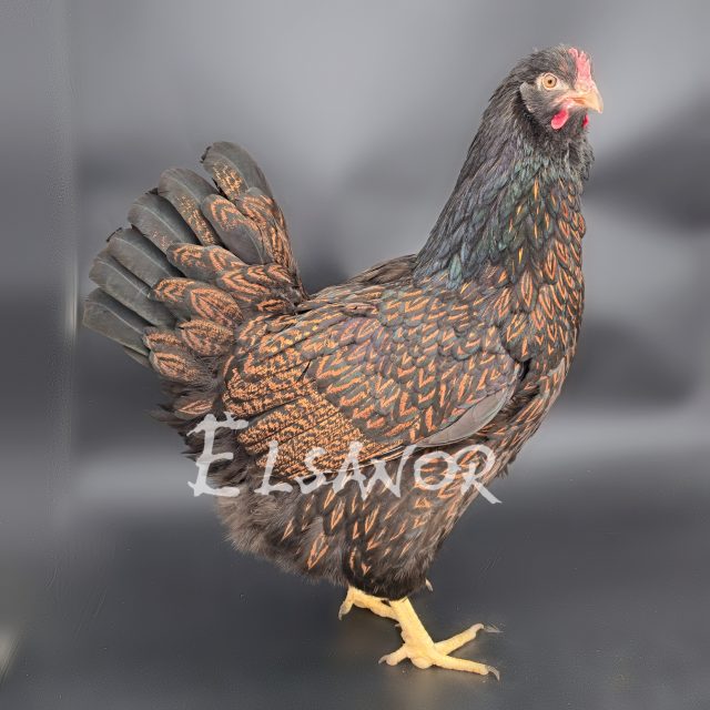 Barnevelder — acajou à double liseré noir — Elsanor