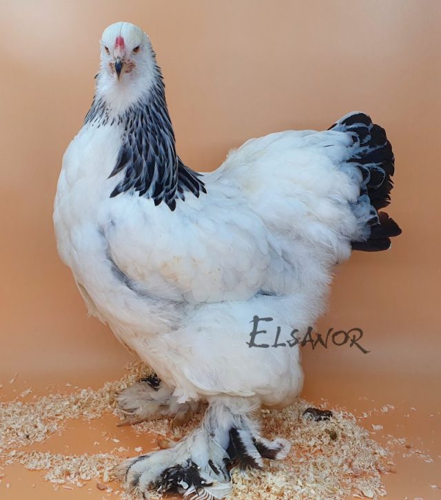 Brahma — blanc herminé noir — Elsanor