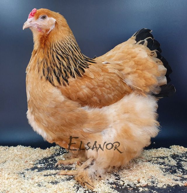Brahma — fauve herminé noir — Elsanor