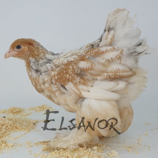 Brahma — perdrix blanc doré maillé — Elsanor