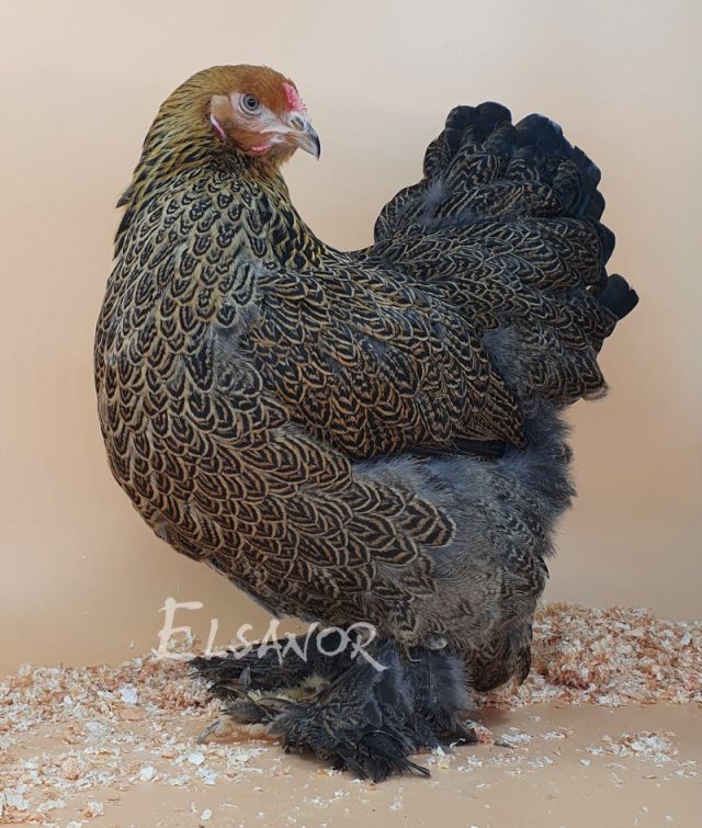 Brahma — perdrix doré maillé — Elsanor
