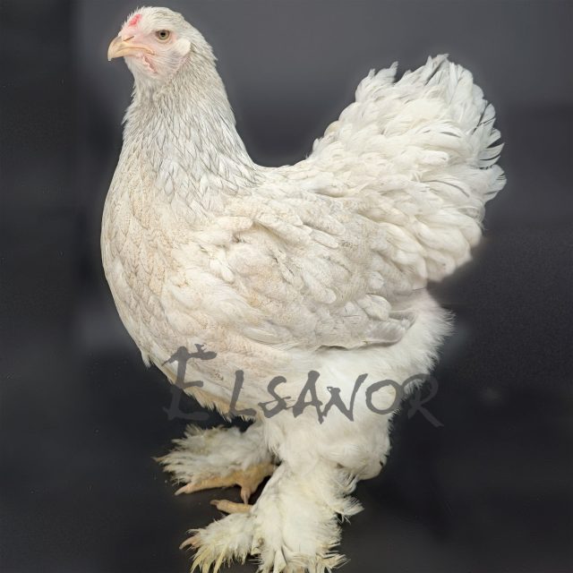 Brahma — perdrix blanc argenté maillé — Elsanor