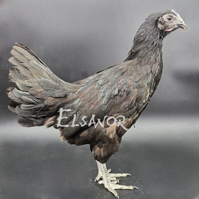 Cemani — noir — Elsanor
