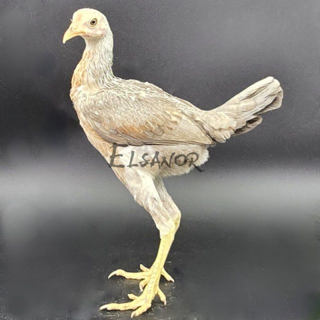Combattant anglais moderne — saumon bleu argenté — Elsanor