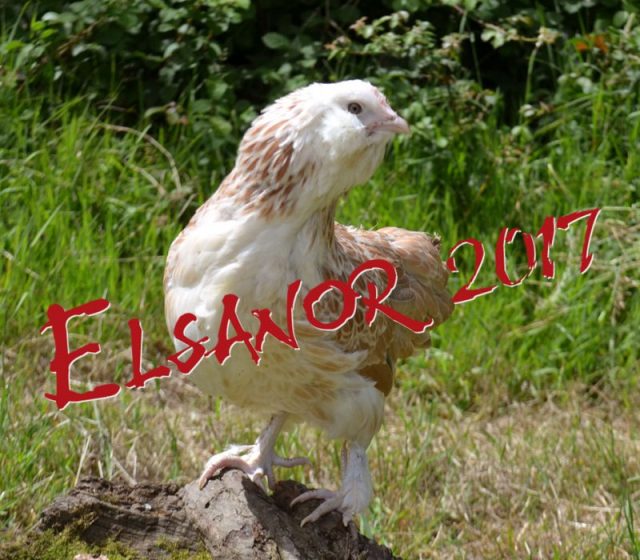 Faverolles allemande naine — saumoné — Elsanor