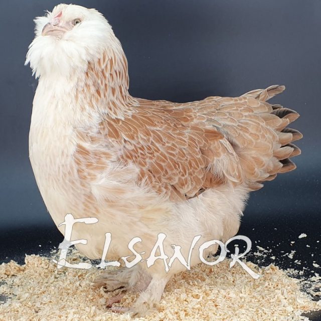 Faverolles Allemande GR — saumoné — Elsanor