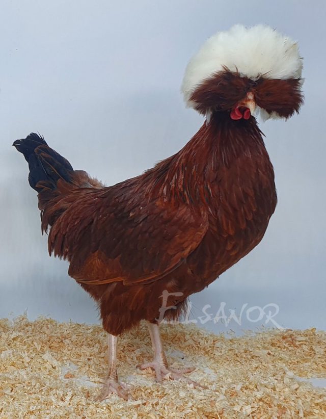 Hollandaise huppée naine — rouge à huppe blanche — Elsanor