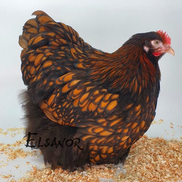 Orpington — fauve liseré noir — Elsanor