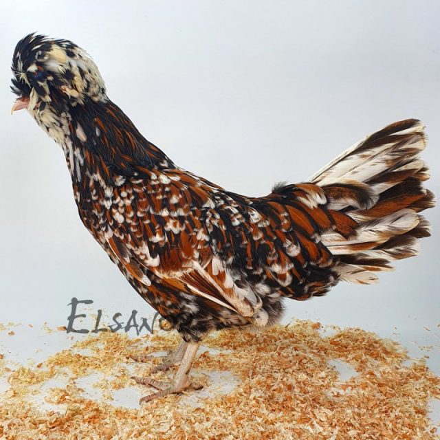 Padoue GR — bariolé — Elsanor