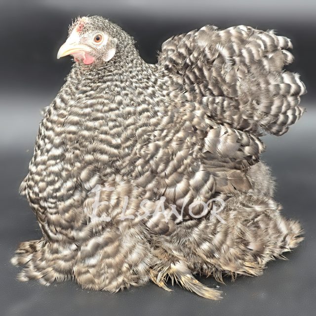 Pékin — coucou — Elsanor
