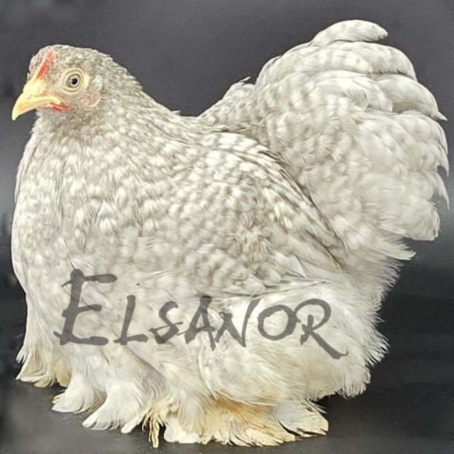 Pékin — coucou gris perle — Elsanor