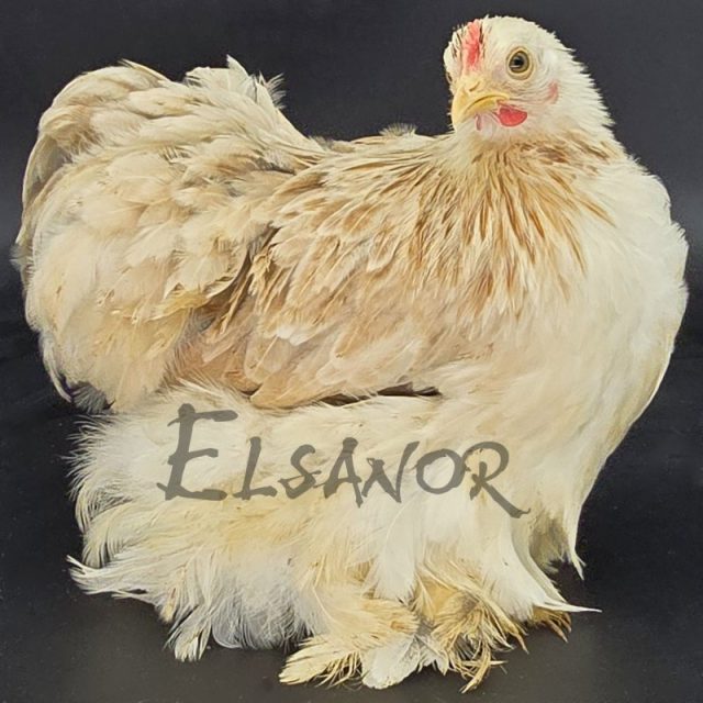 Pékin — froment argenté — Elsanor