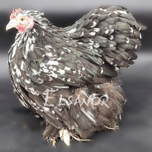 Pékin — noir caillouté blanc — Elsanor