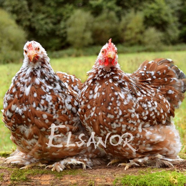 Pékin — porcelaine rouge — Elsanor