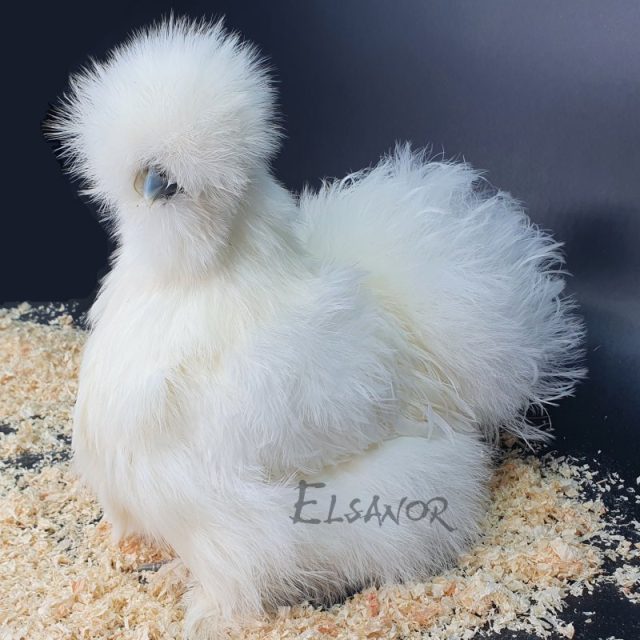 Poule soie barbue — blanc — Elsanor
