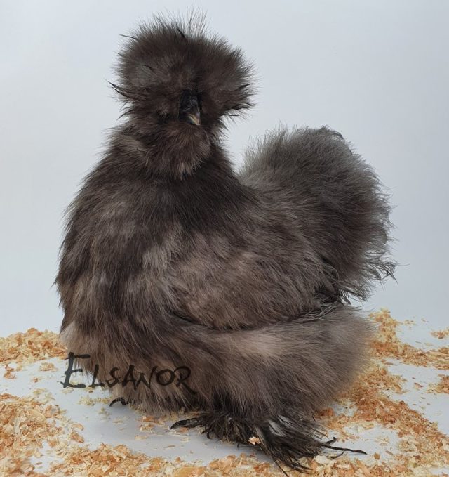 Poule soie barbue — bleu — Elsanor