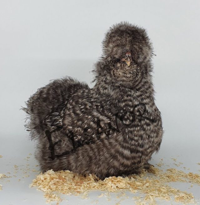 Poule soie barbue — coucou — Elsanor