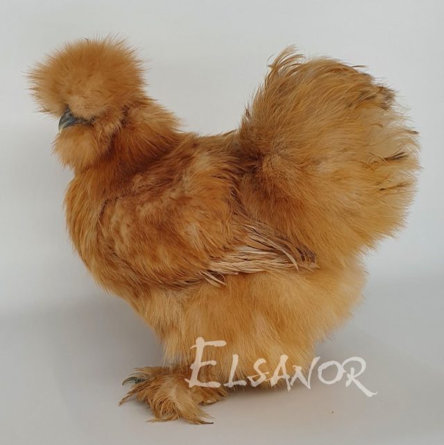 Poule soie barbue — fauve — Elsanor