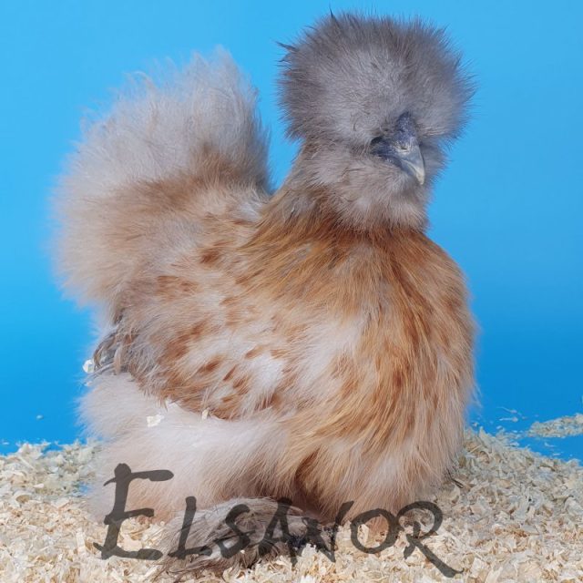 Poule soie barbue — perdrix blanc doré — Elsanor
