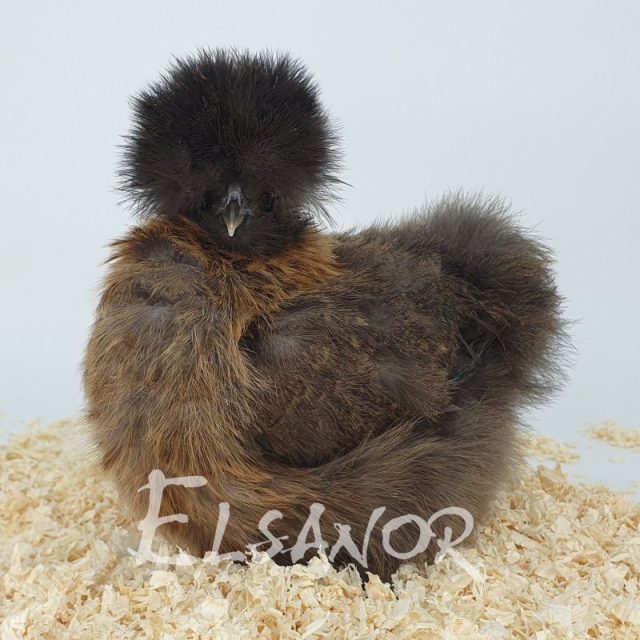 Poule soie barbue — perdrix doré — Elsanor