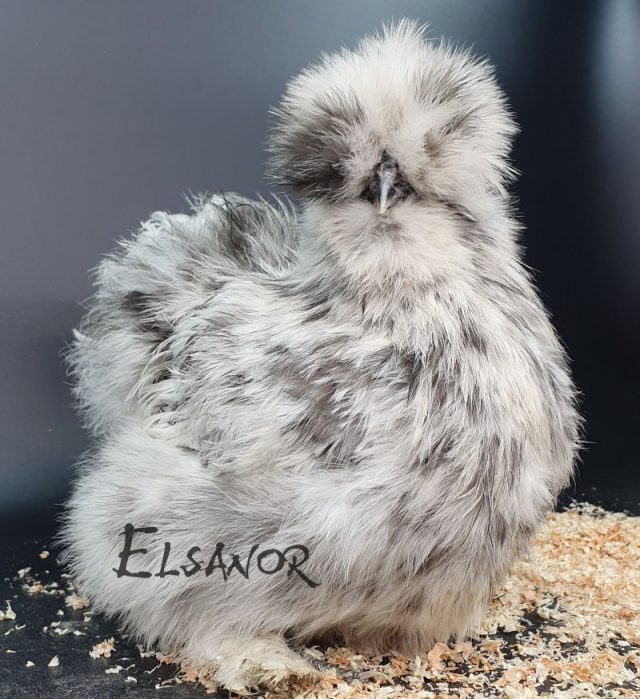 Poule soie barbue — splash — Elsanor