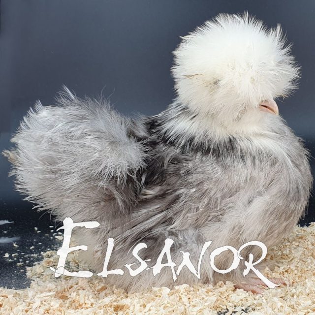 Poule soie Tête blanche — bleu — Elsanor