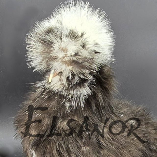 Poule soie Tête blanche — noir — Elsanor