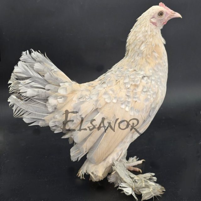 Sabelpoot — porcelaine isabelle — Elsanor