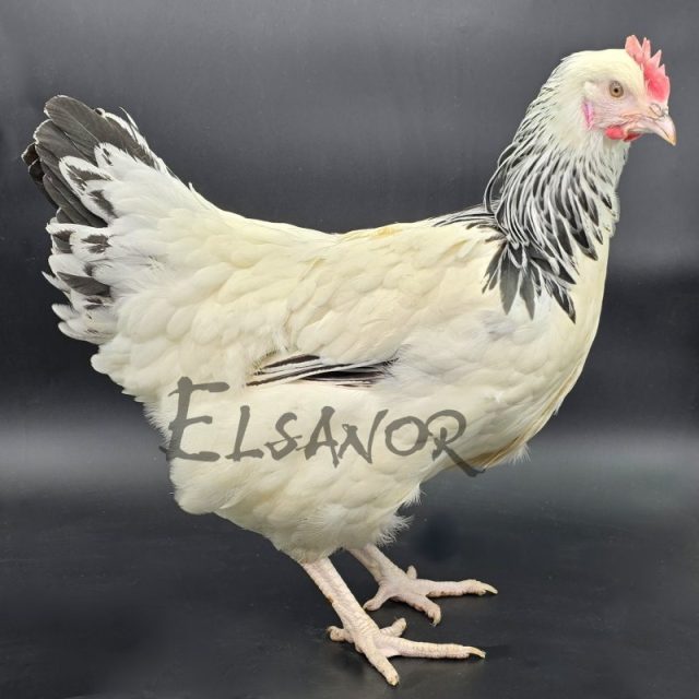 Sussex — blanc herminé noir — Elsanor