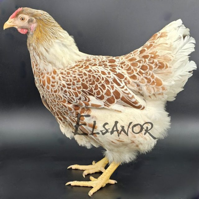 Wyandotte GR — doré liseré blanc — Elsanor