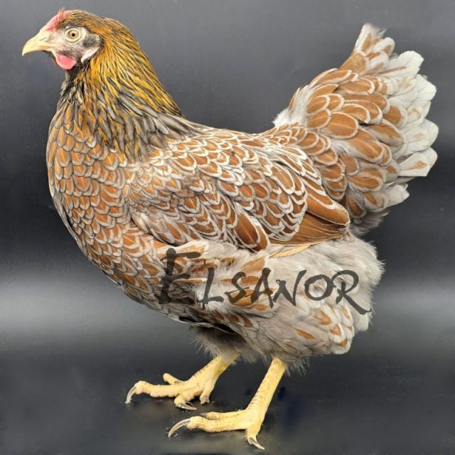 Wyandotte GR — doré liseré bleu — Elsanor