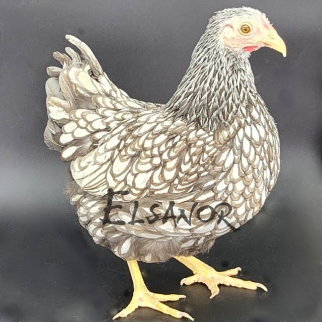 Wyandotte nain — argenté liseré bleu — Elsanor