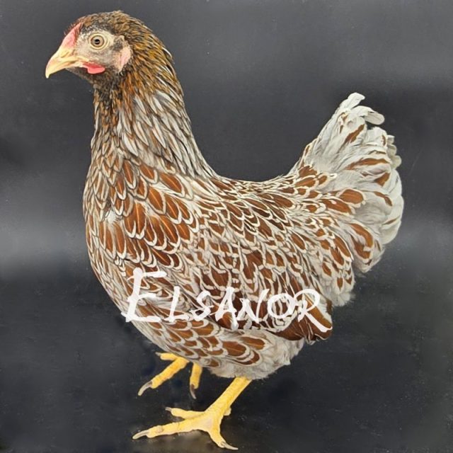 Wyandotte nain — doré liseré bleu — Elsanor