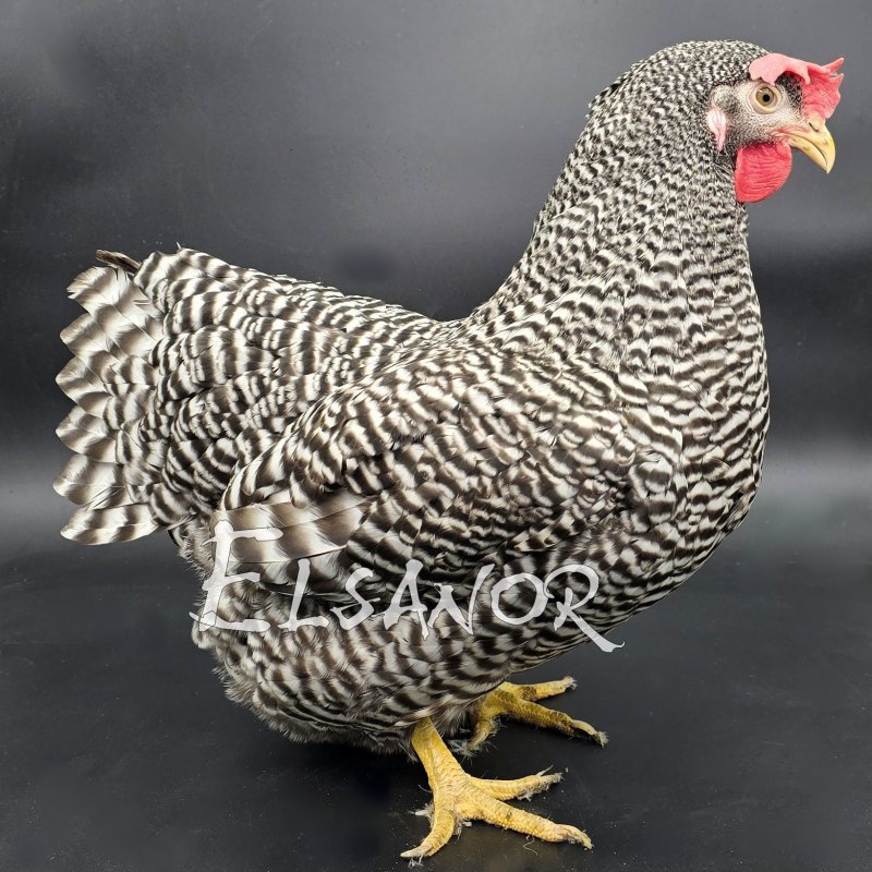 poule pondeuse de race Amrocks — Elsanor