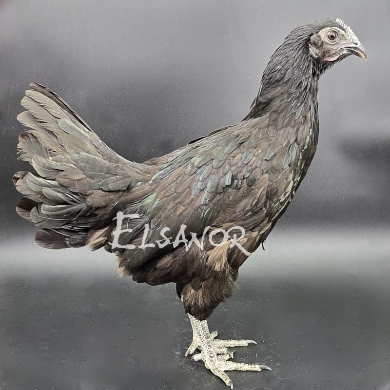 poule pondeuse de race Cemani — Elsanor