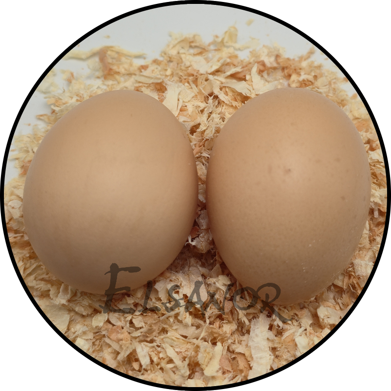 Œuf de poule Amrocks — Elsanor
