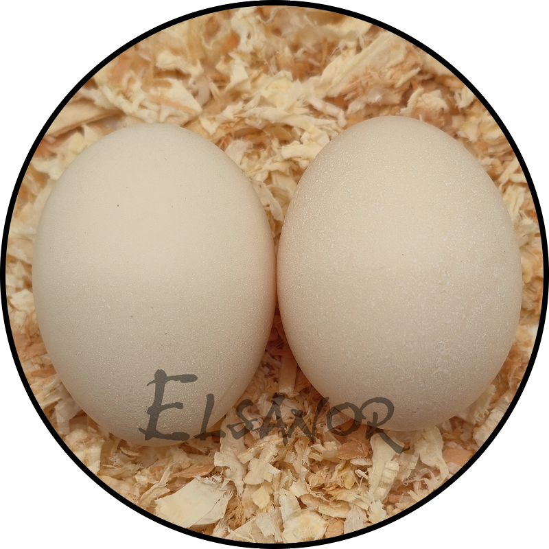 Œuf de poule Sebright — Elsanor
