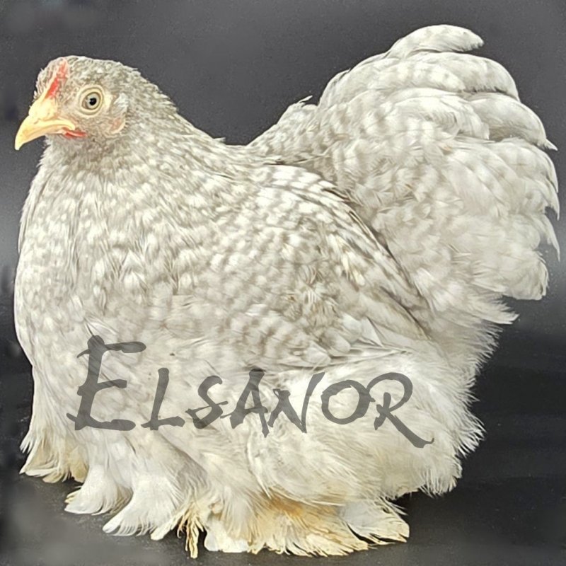 poule pondeuse de race Pékin — Elsanor